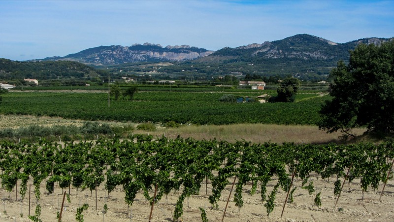 Été Provençal
